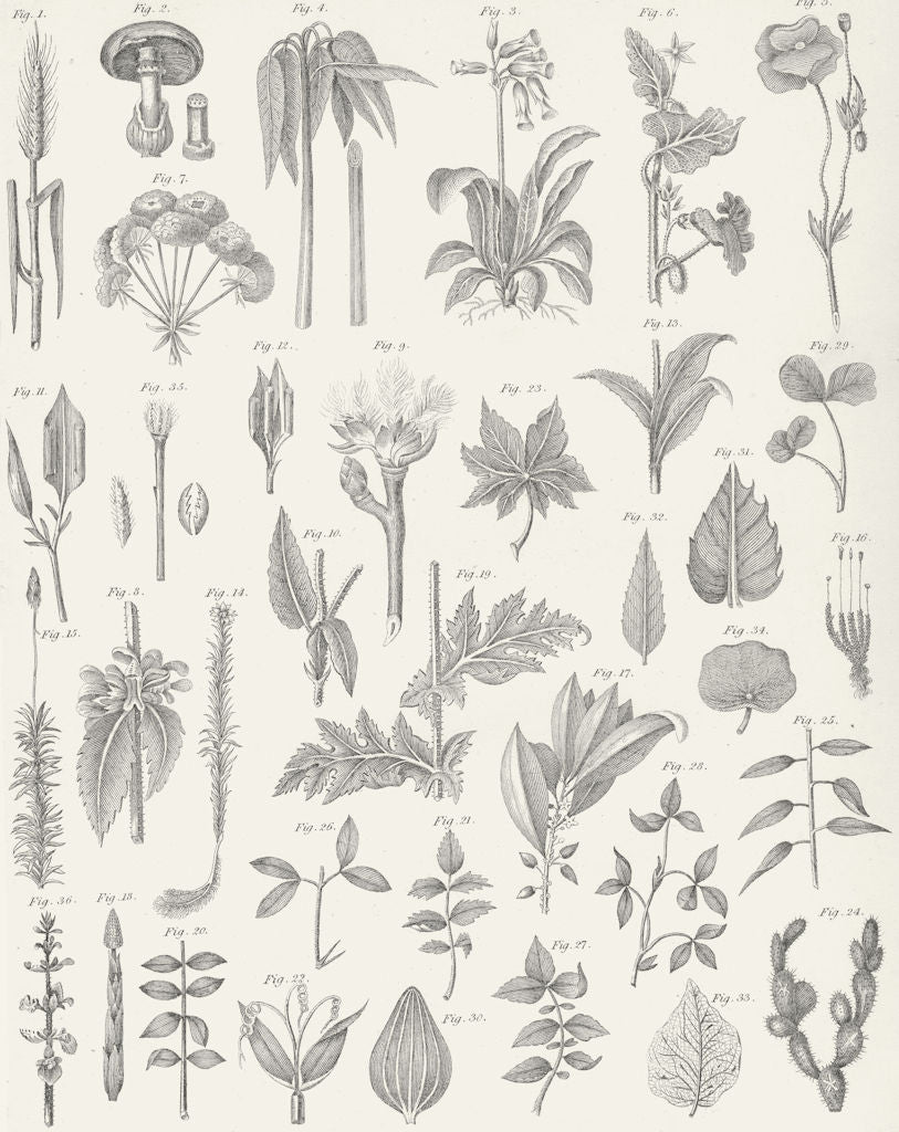 PLANTS. Botanical Terminology II c1849 old antique vintage print picture